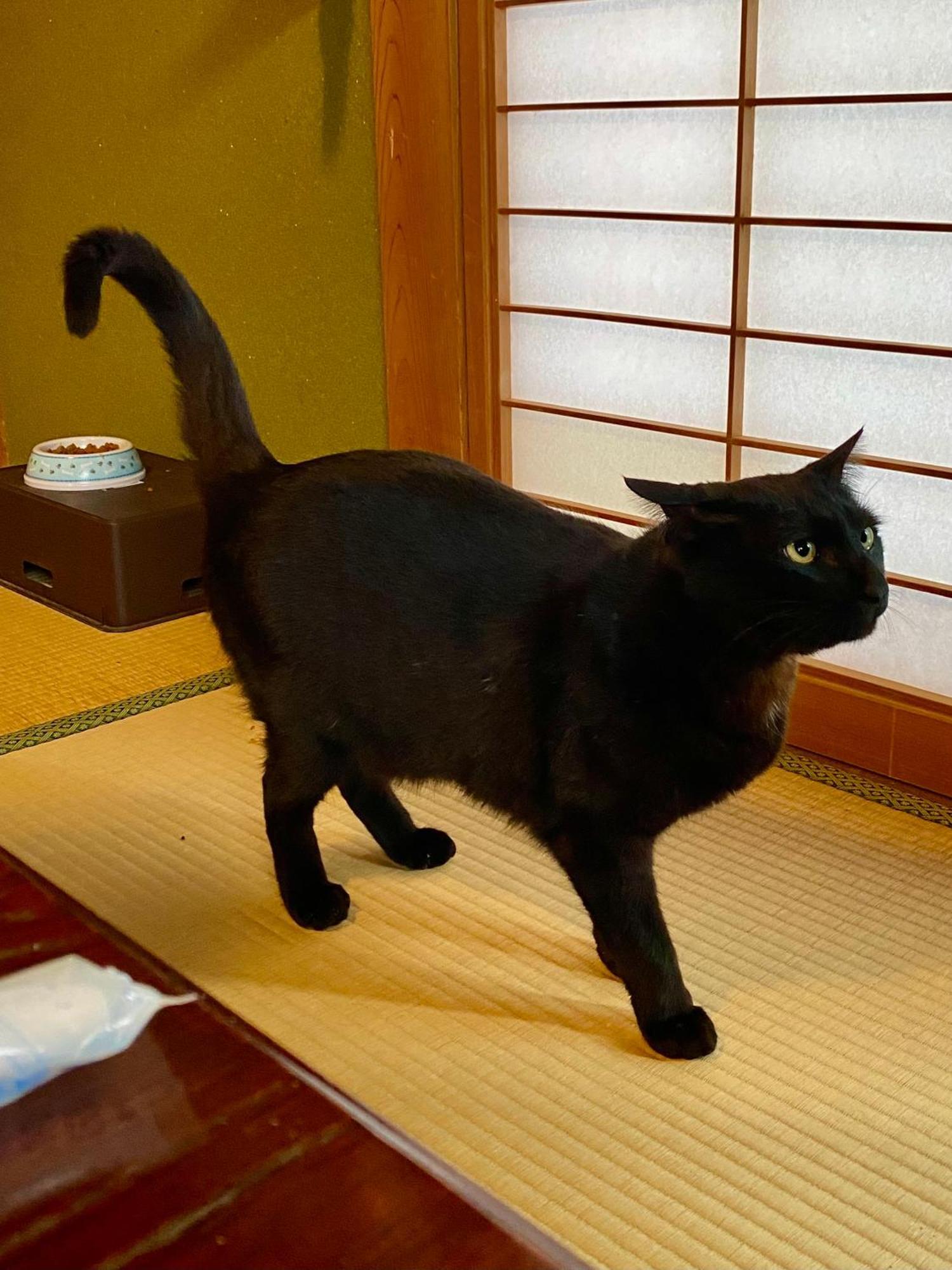 古民家ゲストハウス大ちゃん家 Shimanto  Luaran gambar